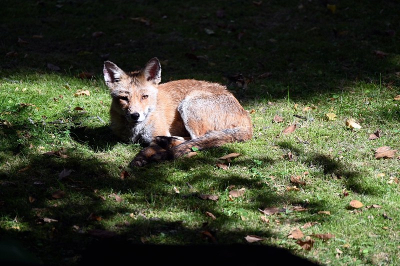 Füchse trauen sich immer öfter auch in den Garten.
