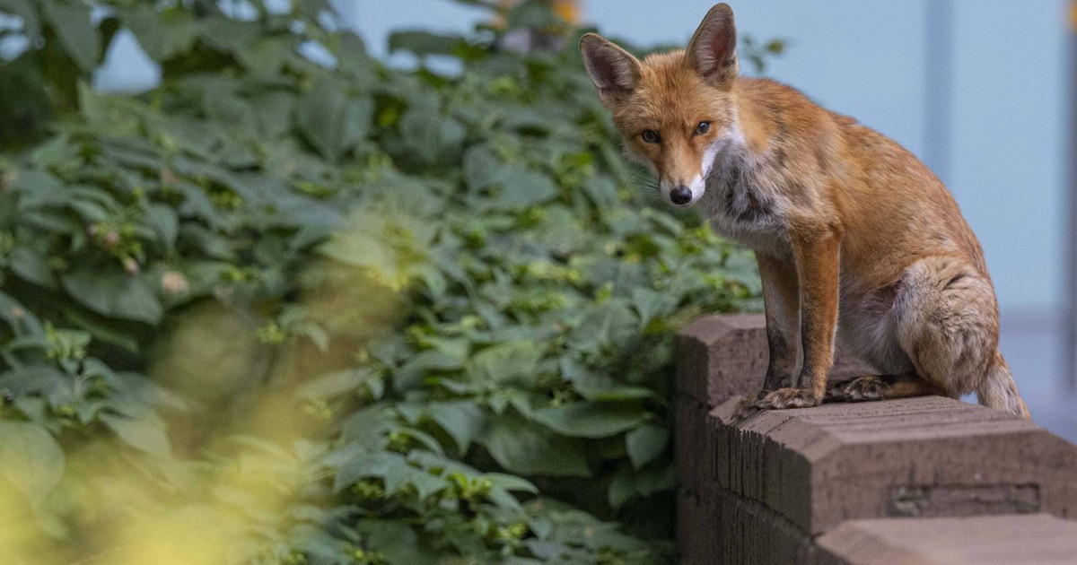 Fuchs im Garten oder auf dem Weg gesehen: So solltest du reagieren