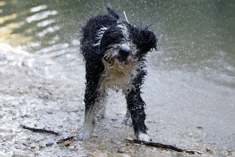 Das Schütteln deines Hundes ist nur die erste Phase der Trocknung.