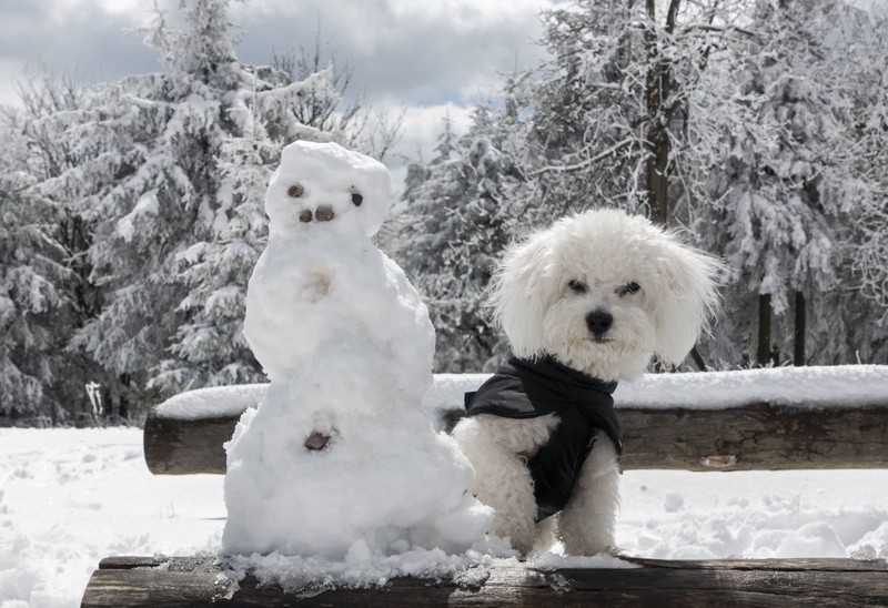 Der Hundemantel ist nicht nur ein Accessoire, sondern schützt vor Kälte.