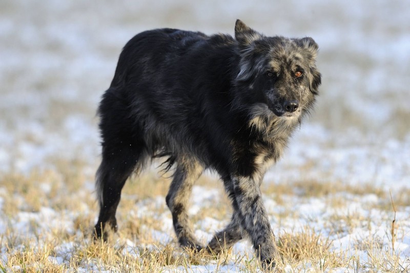 Die Farbe sagt nichts über die Kälteempfindlichkeit von Hunden aus.