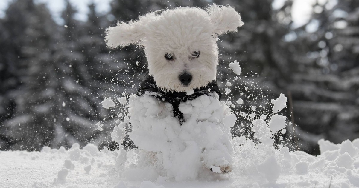 Winter-Mythen über Hunde: Diese Irrtümer musst du vermeiden!
