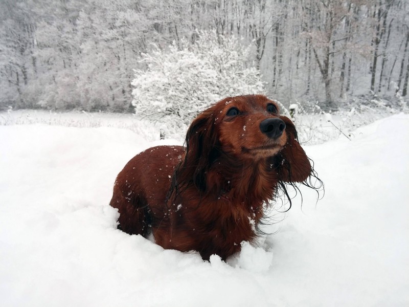 Nicht jeder Hund ist durch sein Fell automatisch vor Kälte geschützt.