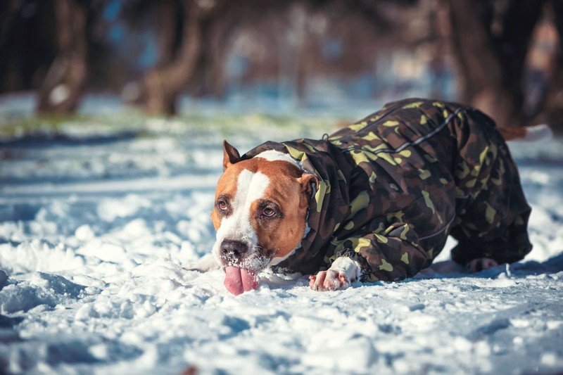 Schnee ist für viele Hunde nicht bekömmlich und löst Magenprobleme aus.
