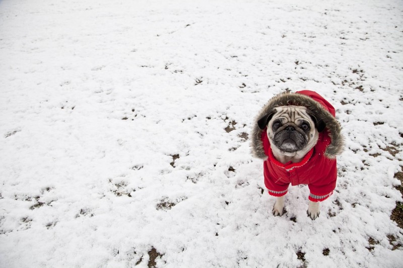 Sind Hunde bei Kälte ungeschützt, können sie sich verkühlen.