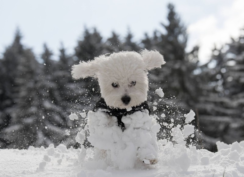 Stundenlanges Spielen im Schnee lässt Hunde frieren.