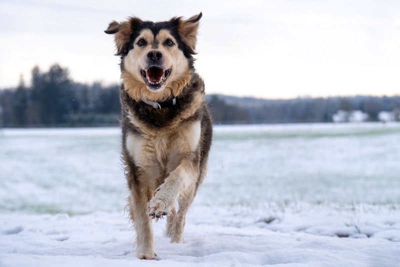 Über das Verhalten von Hunden bei Kälte gibt es einige Mythen.