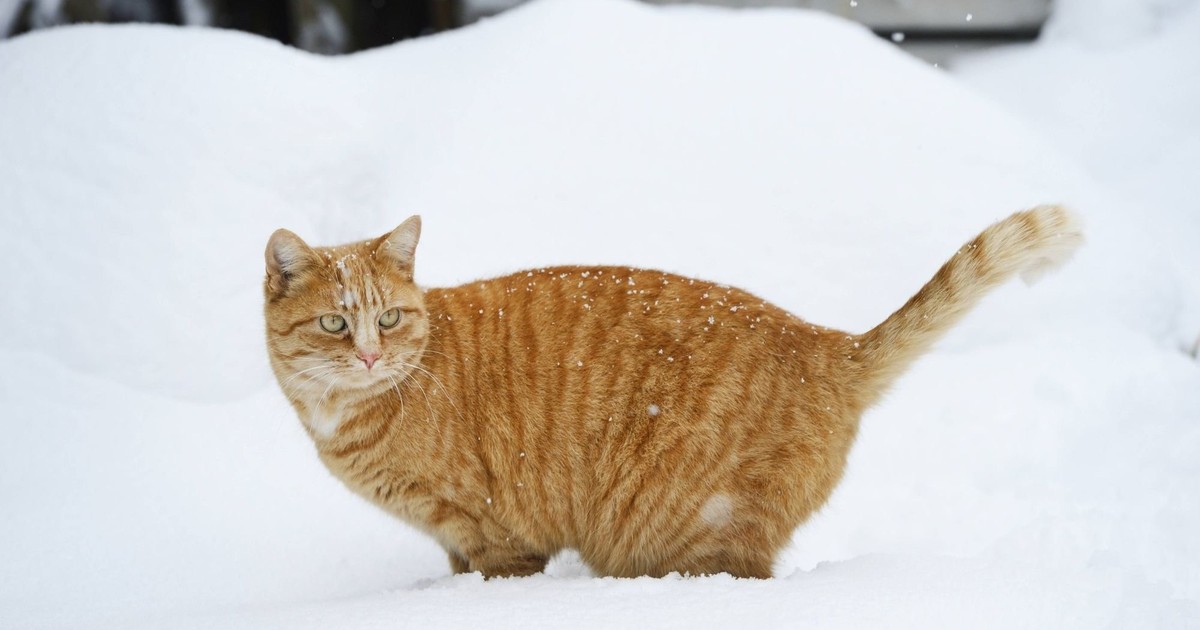 Mythen über Katzen in der Kälte: Was im Winter wirklich stimmt – und was nicht
