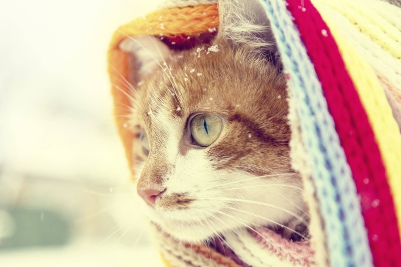 Auch Katzen können bei eisigen Temperaturen frieren.