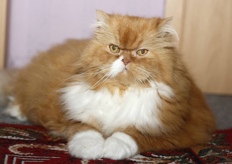 Evolutionär bedingt haben Katzen im Winter eine dickere Fettschicht.