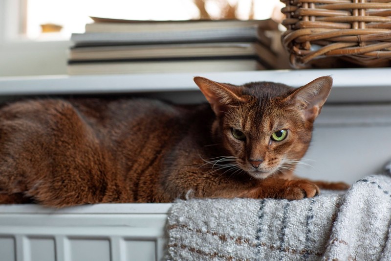 Heizungen spenden zwar Wärme, sind aber nicht ganz unbedenklich.