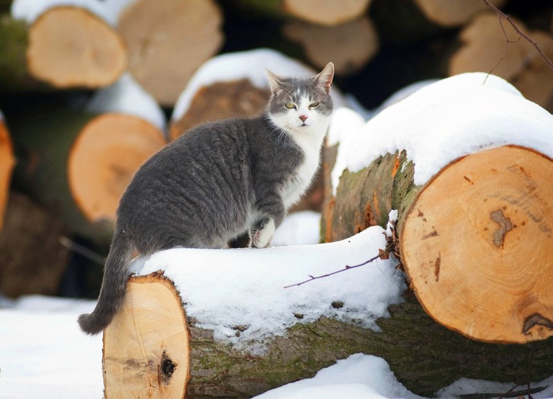 Schneelandschaften erschweren für Katzen die Orientierung durch die Nase.