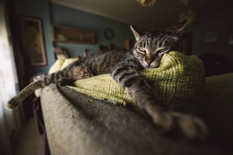 Tatsächlich bleiben viele Stubentiger im Winter lieber drinnen.