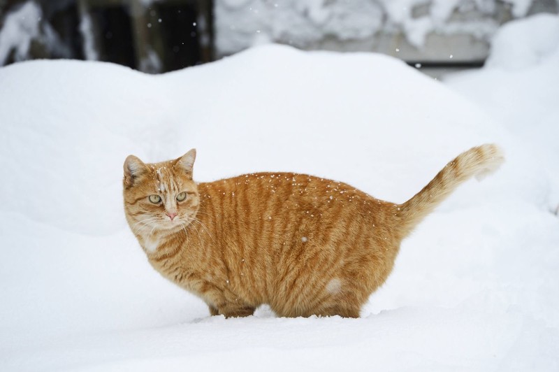 Über das Verhalten von Katzen bei Kälte gibt es viele Theorien.
