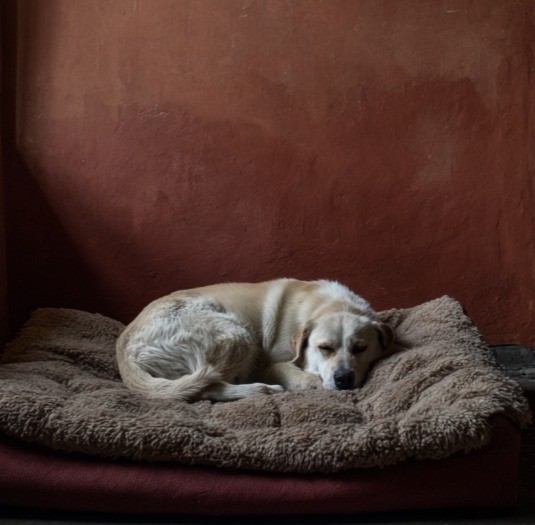 Ein Hund sollte sich zurückziehen können.