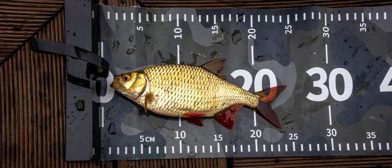 Das Mindesmaß eines Fisches muss je nach Bundesland eingehalten werden.