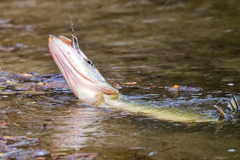 Fangen und zurücksetzen aus Spaß ist in Deutschland verboten.