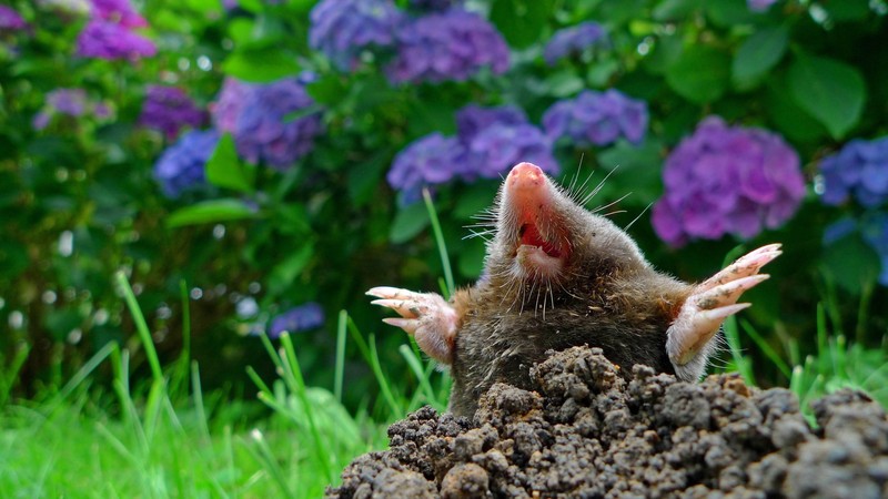 Der Europäische Maulwurf steht unter Naturschutz und darf nicht vertrieben werden.