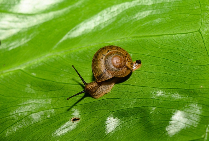 Maulwürfe ernähren sich von Schädlingen.