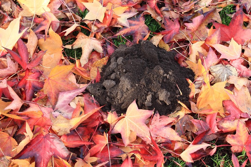 Maulwürfe helfen beim Kompostierprozess.