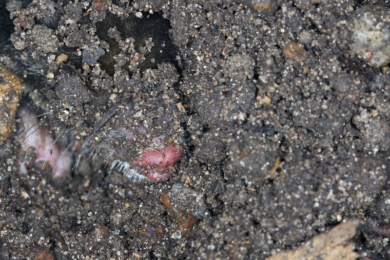 Maulwürfe lockern die Erde auf.