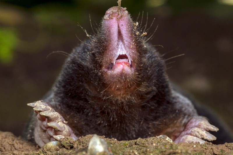 Maulwürfe sind gut fürs Ökosystem.