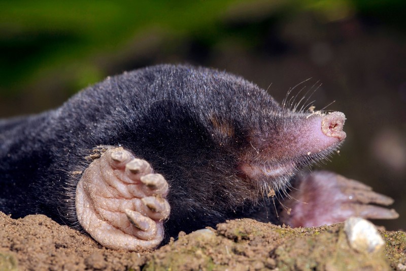 Maulwürfe sind spannende Lebewesen.