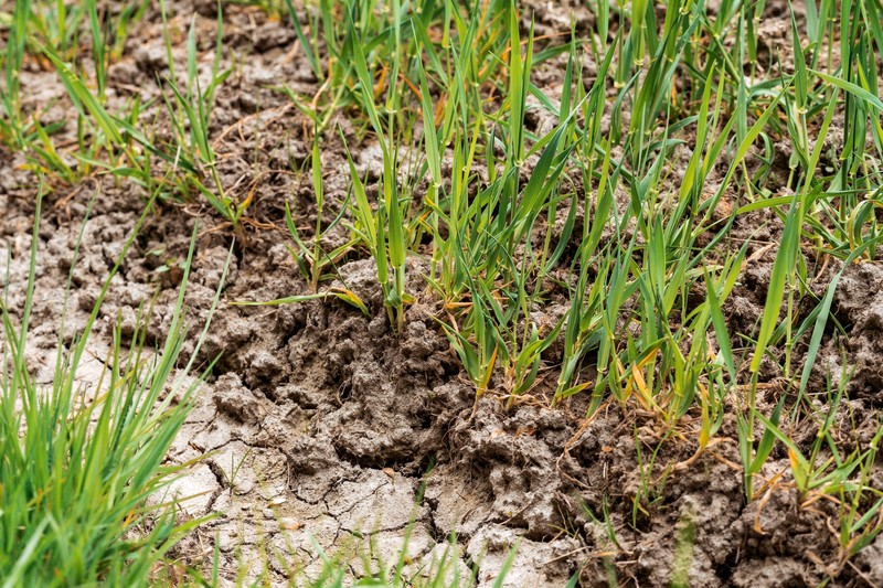 Maulwürfe verbessern die Durchlässigkeit des Bodens.