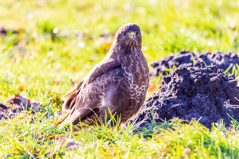 Vögel finden in der aufgelockerten Erde Nahrung.