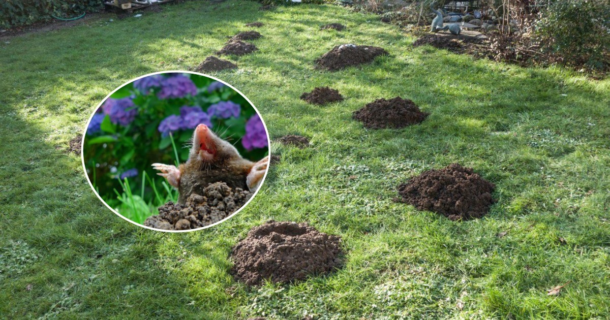 Gründe, warum man Maulwürfe weder vertreiben noch töten sollte