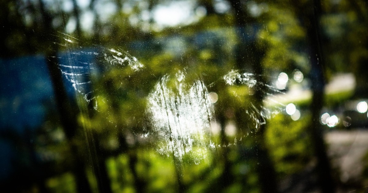 Vogel gegen Scheibe stoppen: Tipps, die nachhaltig vorbeugen