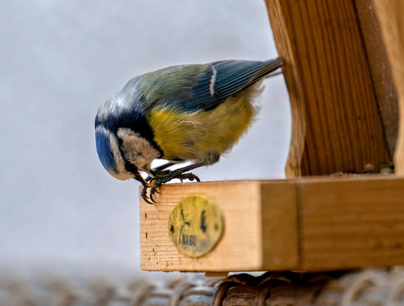 Bringe deine Vogelfutterstellen sicher an.