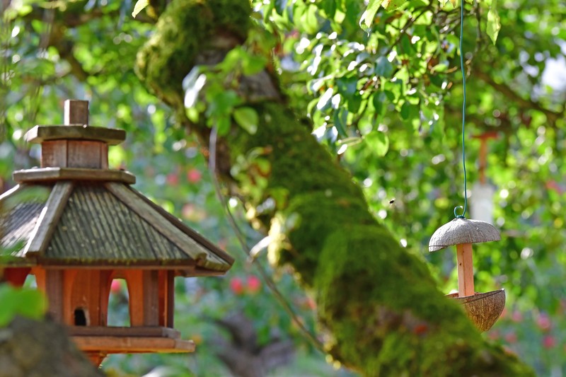 Erschaffe in deinem Garten einen lebendigen Rückzugsort für Vögel.