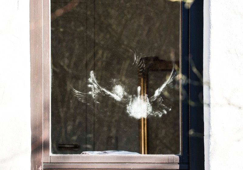 Fensterscheiben spiegeln die Umgebung, sodass Vögel sie nicht wahrnehmen.