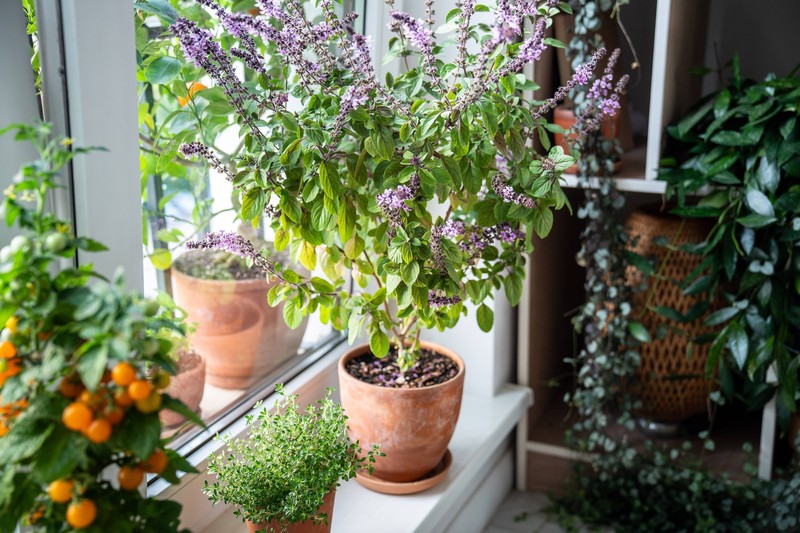 Zimmerpflanzen irritieren Vögel.