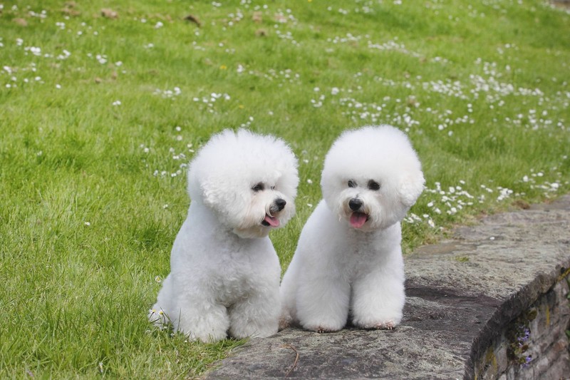 Abwechslung ist für den Bichon Frisé das A und O.
