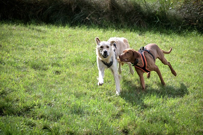 Alle Hunde brauchen Bewegung, haben aber unterschiedliche Bedürfnisse.