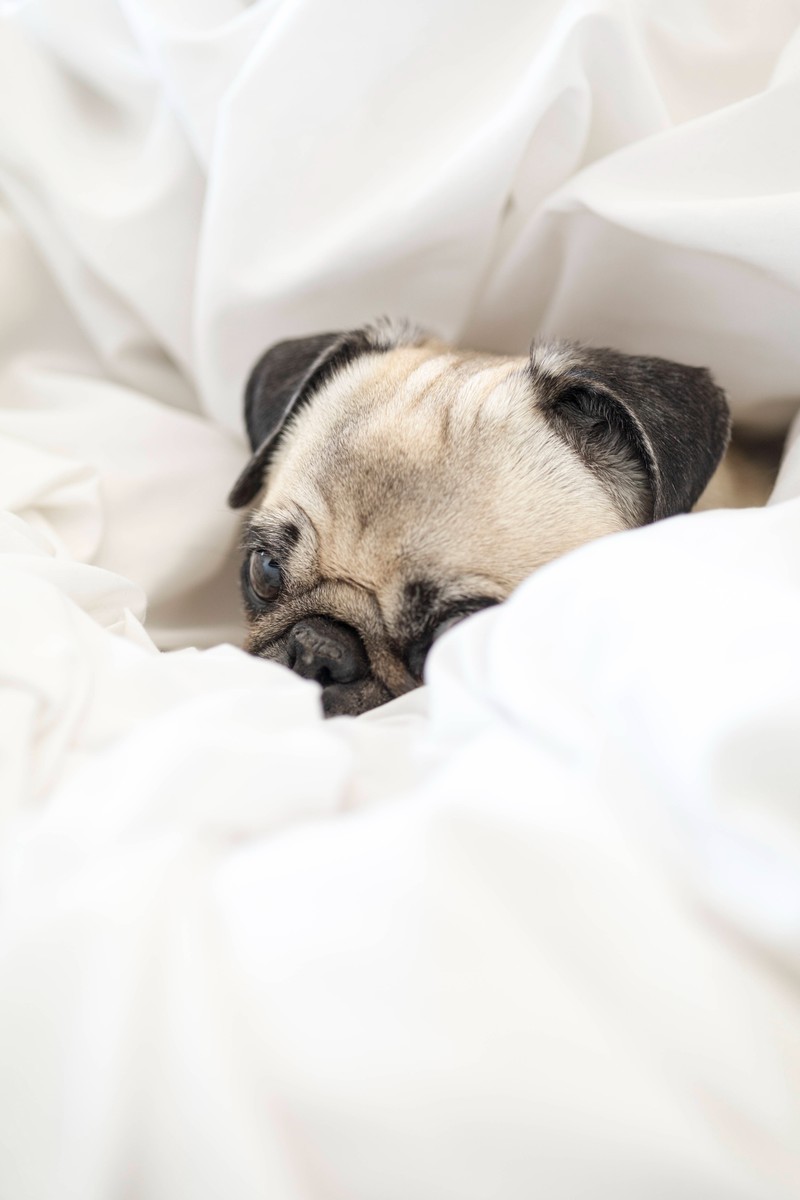 Bei manchen Hunderassen handelt es sich um Qualzuchten.