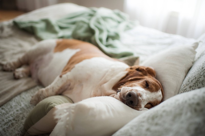 Der Basset Hound ist ein entspannteres Wesen.
