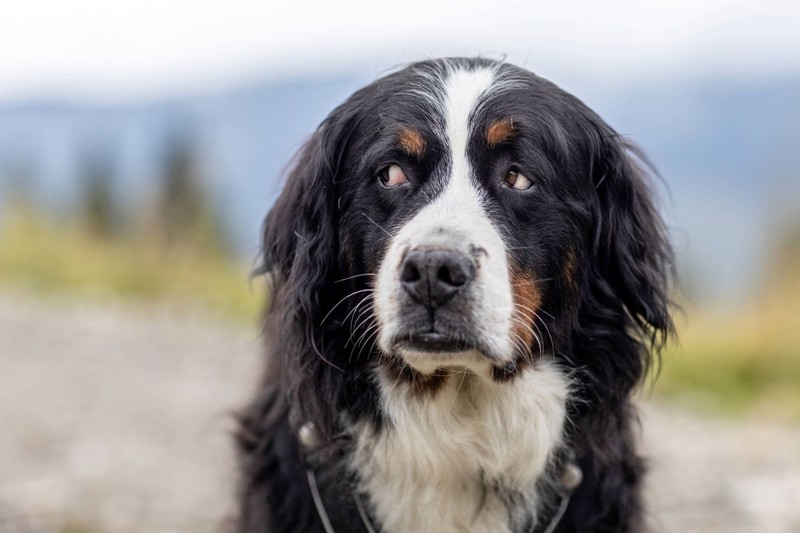 Der Berner Sennenhund zählt zu den hitzeempfindlichen Rassen.