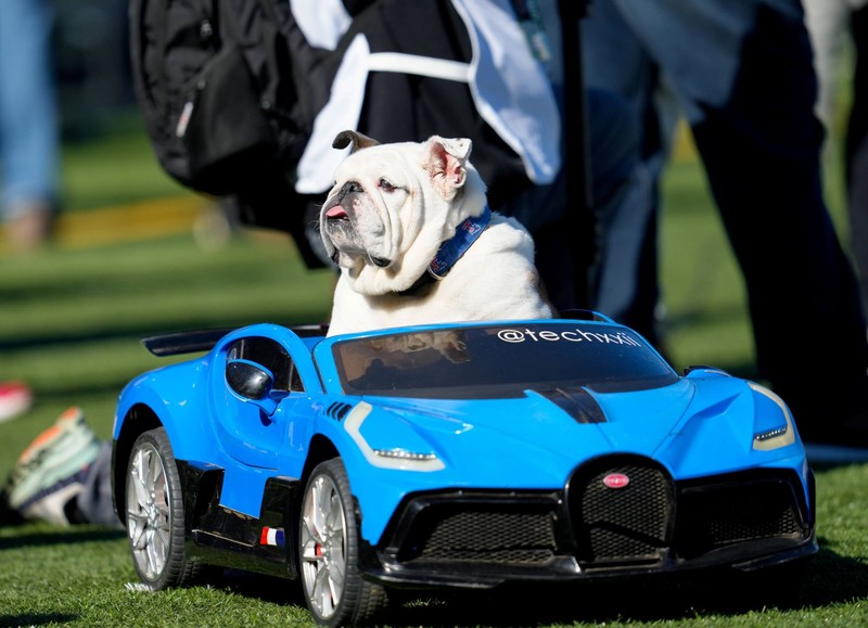 Die Englische Bulldogge lässt sich lieber kutschieren, statt zu laufen.