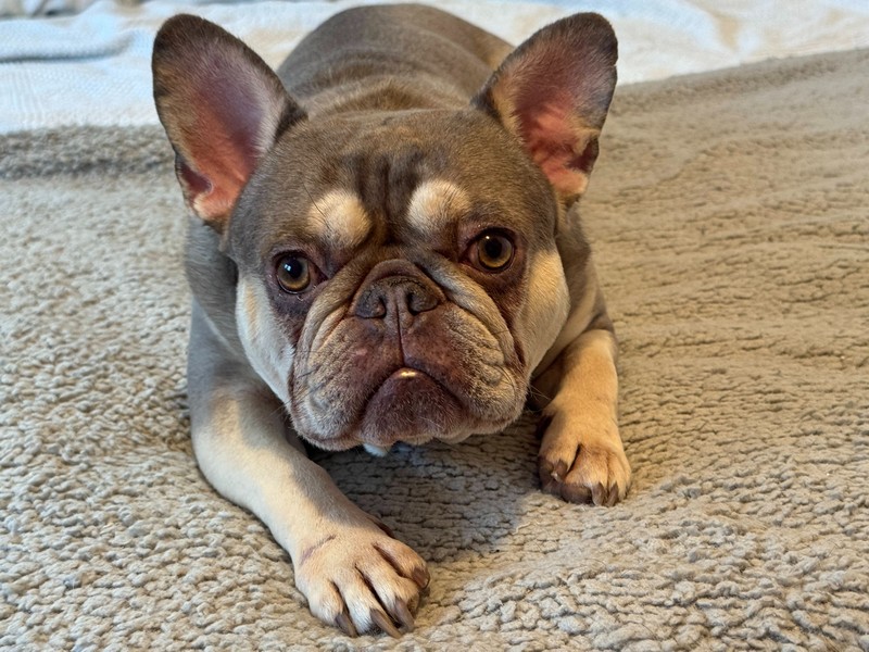 Die Französische Bulldogge braucht nicht extrem viel Auslauf.