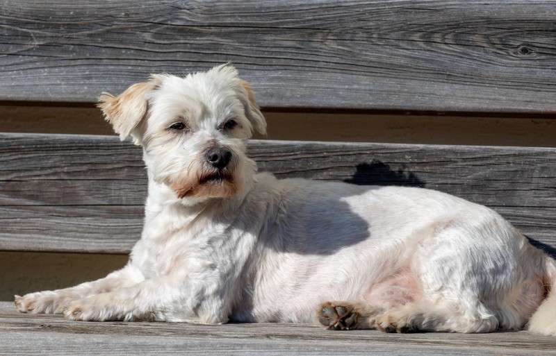 Dieser schneeweiße Hund ist nur wenig aktiv.