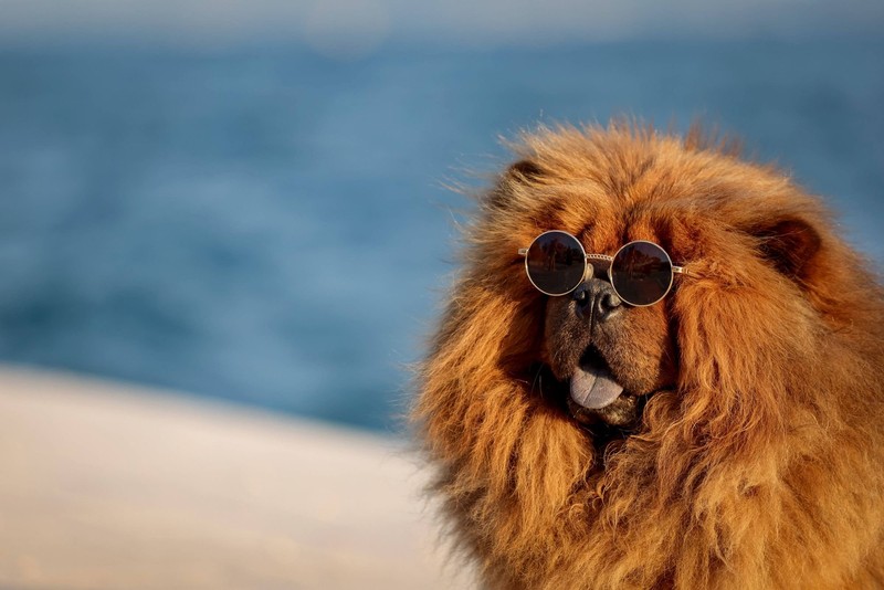 Hitze ist auch für diese Rasse keine Freude.