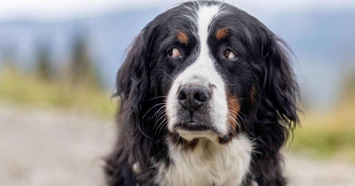10 Hunderassen, die wenig Auslauf brauchen