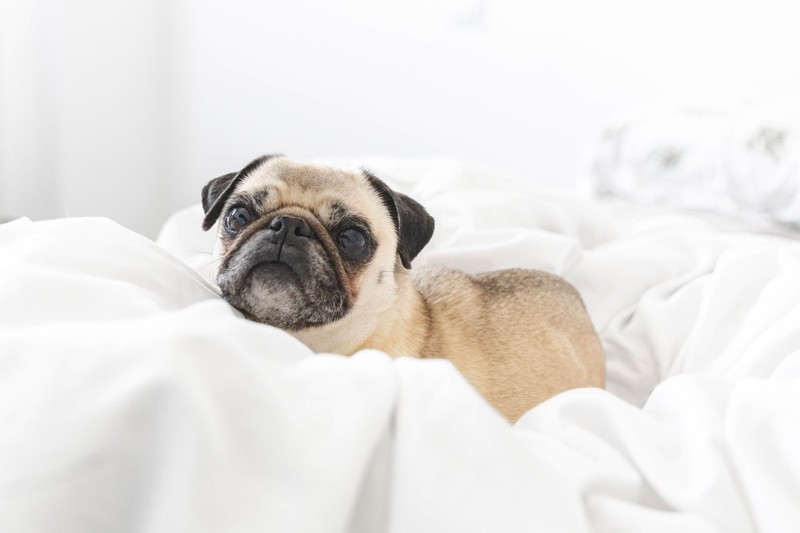 Möpse lassen es gerne ruhig angehen.