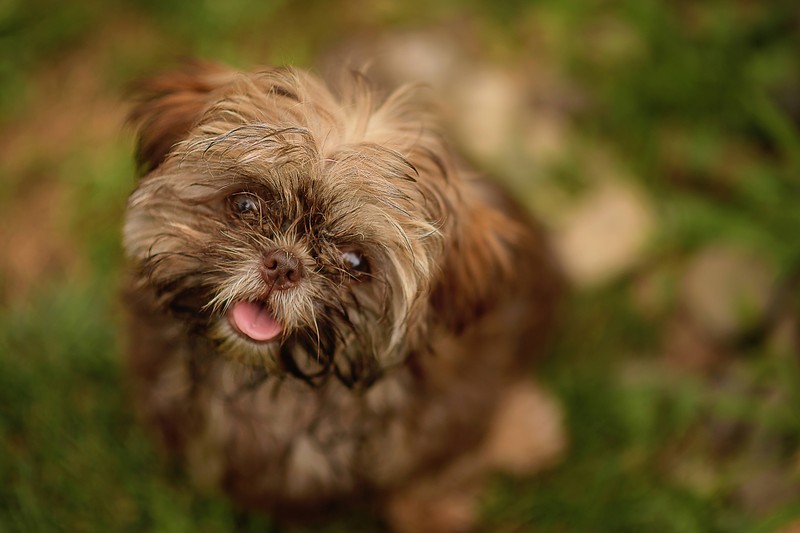 Shih Tzus sind klassische Wohnungshunde.