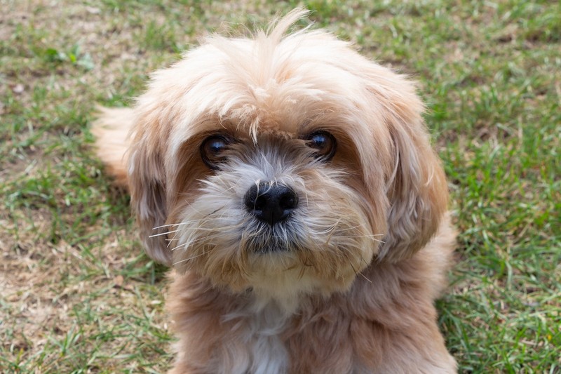 Statt langen Spaziergängen möchte diese Rasse lieber mental ausgelastet werden.