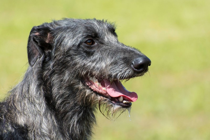 Auch der Hirschhund ist ruhig.