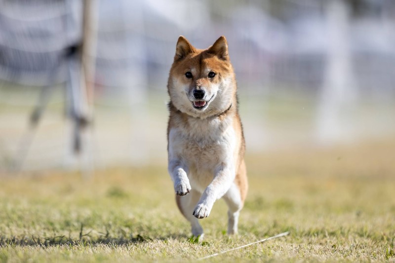 Auch der Shiba Inu meldet sich nur selten zu Wort.